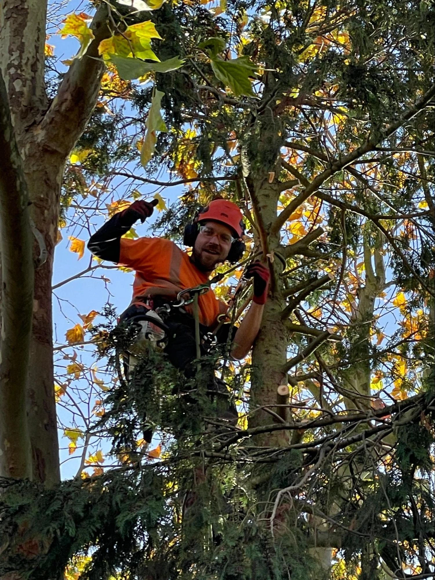 Boreham Tree Care Experts